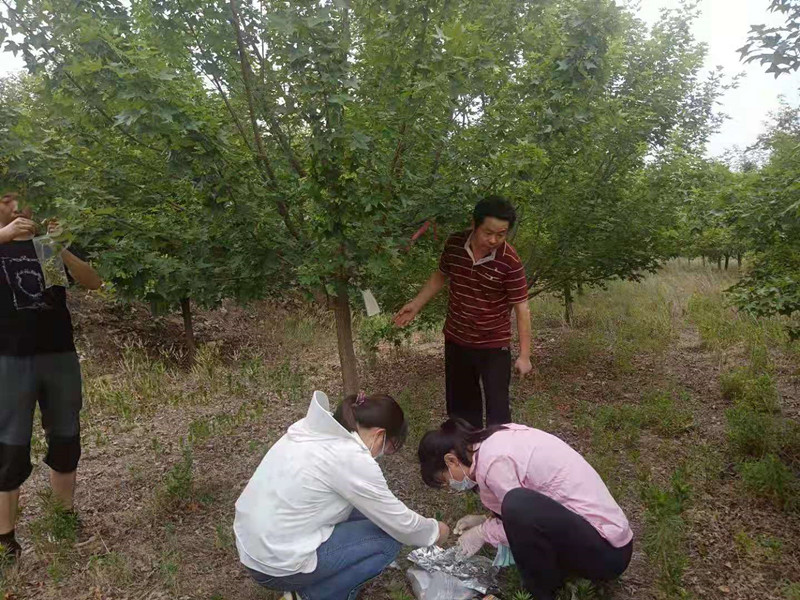 與山(shān)東農科(ke)院郃(he)作(zuò)研究元寶楓良種選育及(ji)繁育項(xiang)目(mu)